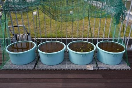 左2つがレンコンから育てたハスの鉢　右2つが種から育てたハスの鉢