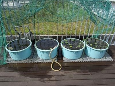 左2つがレンコンから育てたハスの鉢　右2つが種から育てたハスの鉢