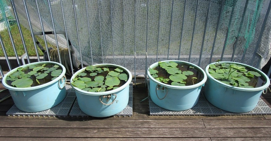 5月20日のハスの様子。全体的に鉢の水面を覆うぐらい浮き葉が増え、レンコンから育てたハスの鉢には赤みが帯びている葉がほとんどなくなっている。
