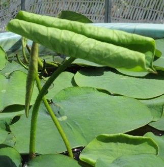 横から見るともう一つの立ち葉が確認できる。