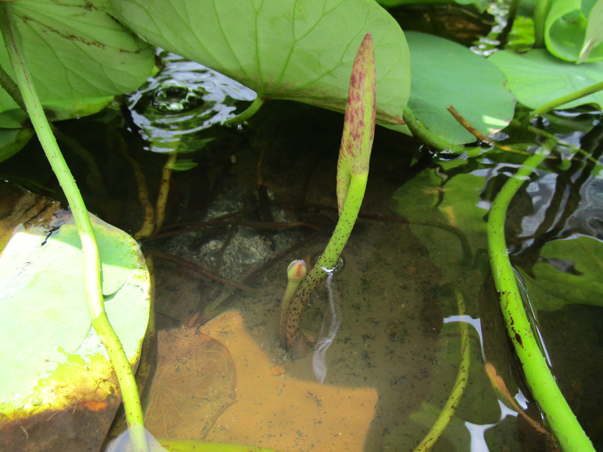 まだ水中にある蕾