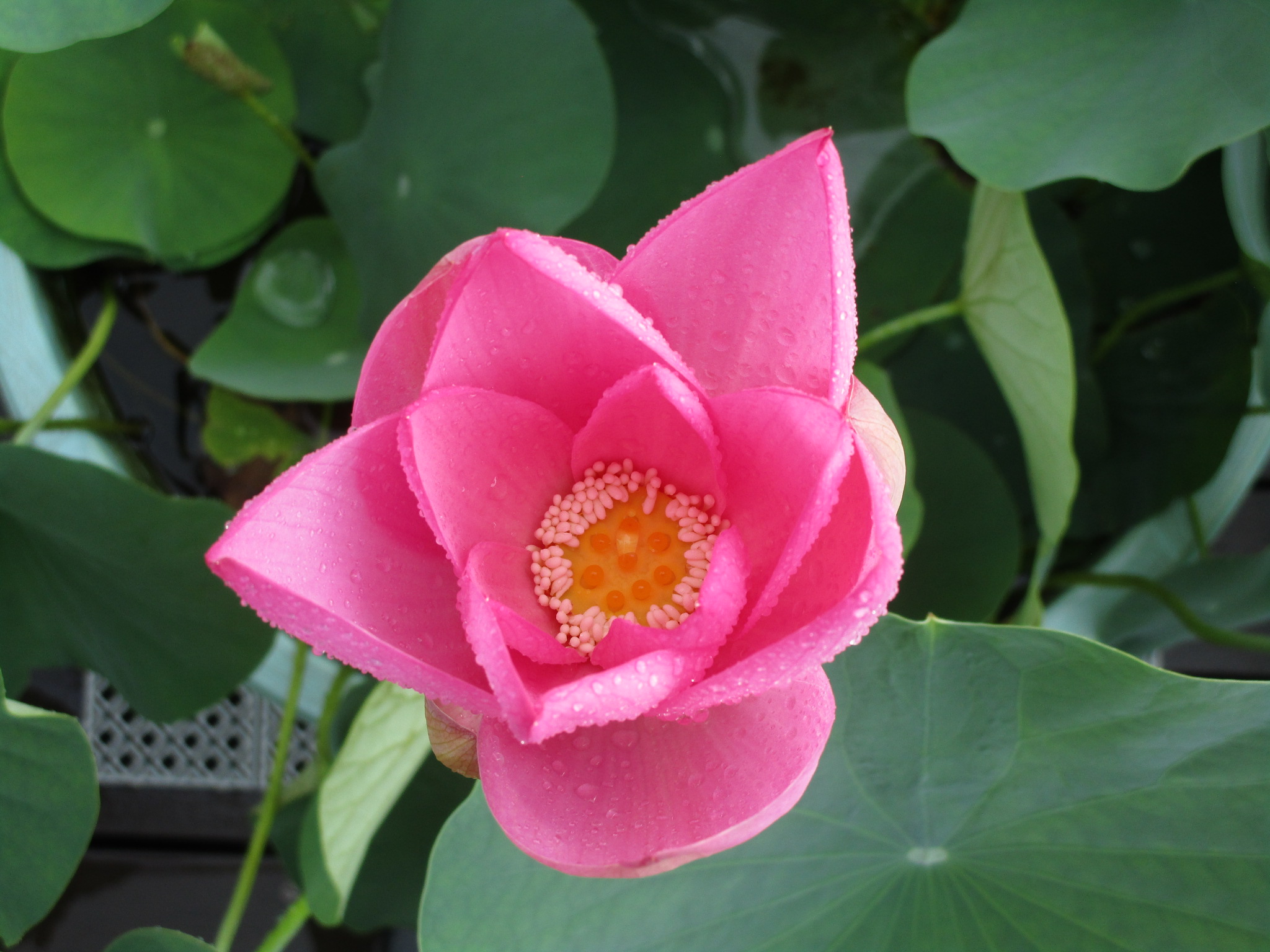 花弁が少し開いた状態のハスの花（上から／午前8時半）