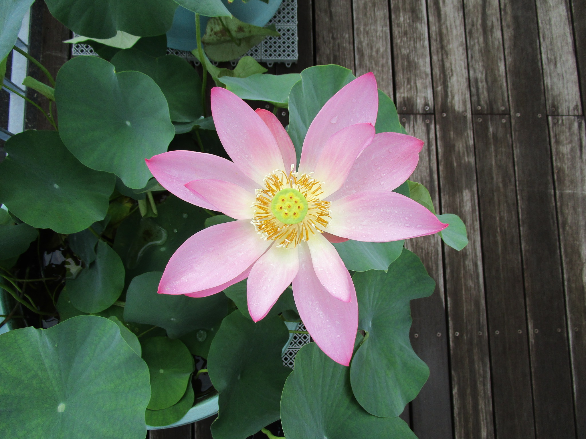 花弁が大きく開いた状態のハスの花（上から／午前８時半）
