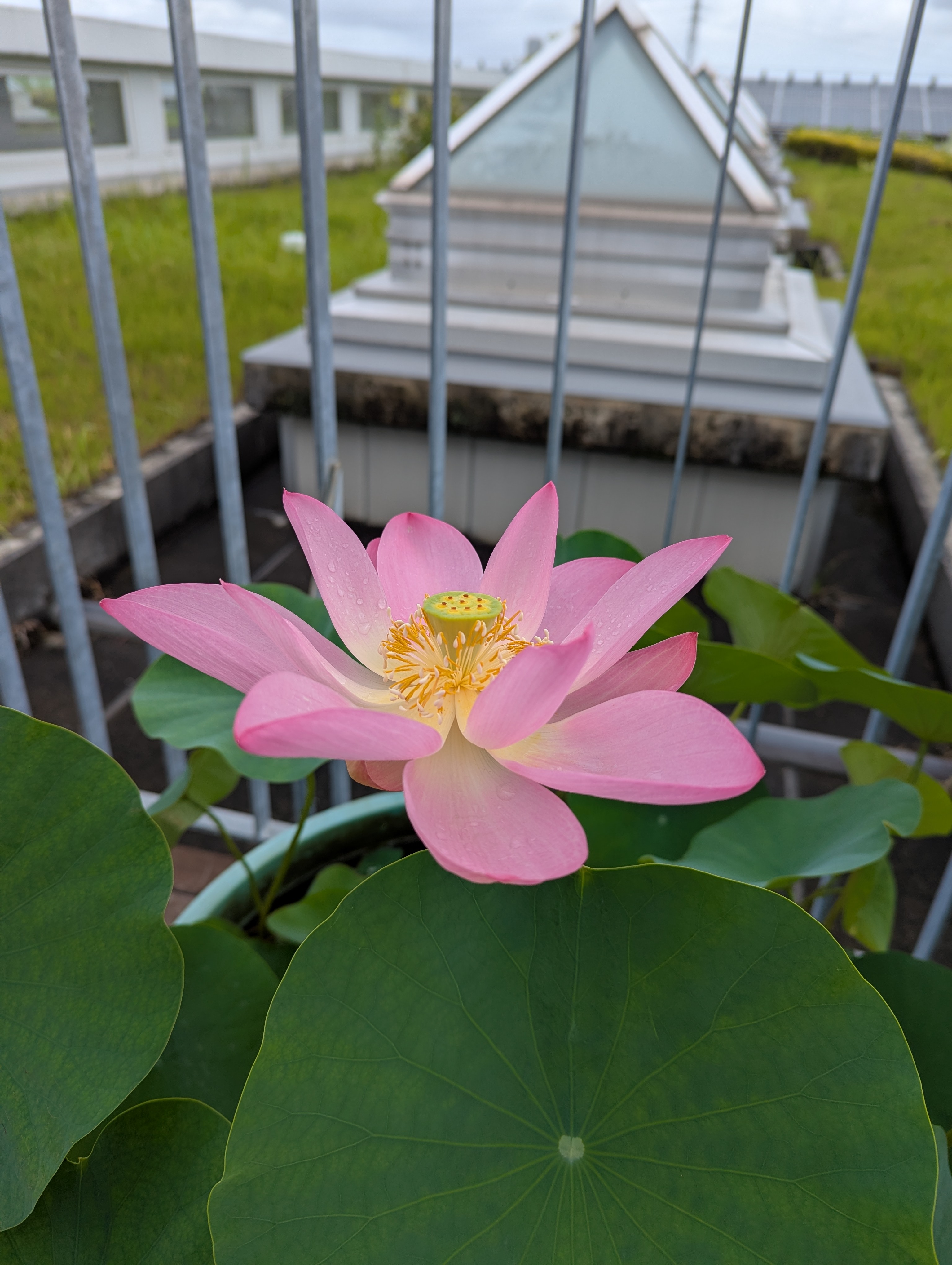 花弁が大きく開いた状態のハスの花（側面／午前８時半）