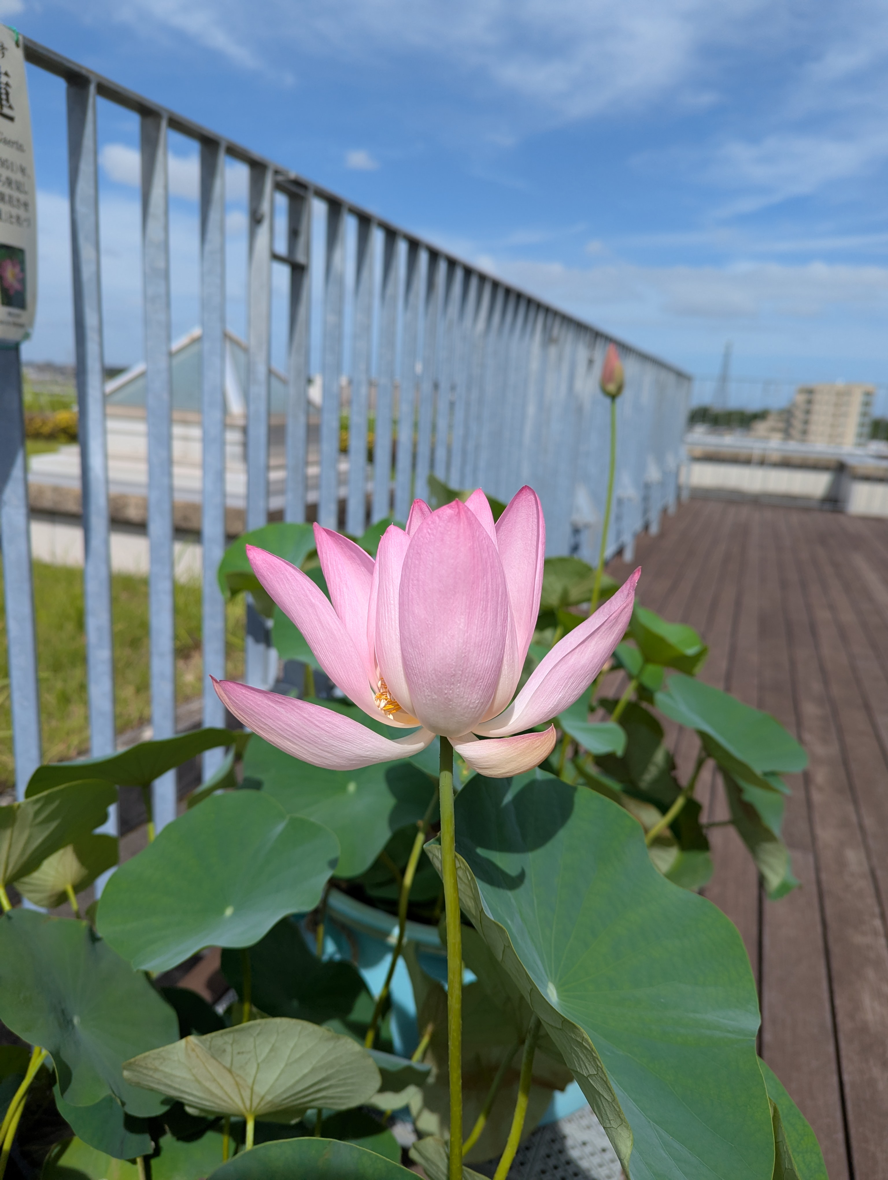 花弁が閉じていくハスの花（側面／午後2時半）