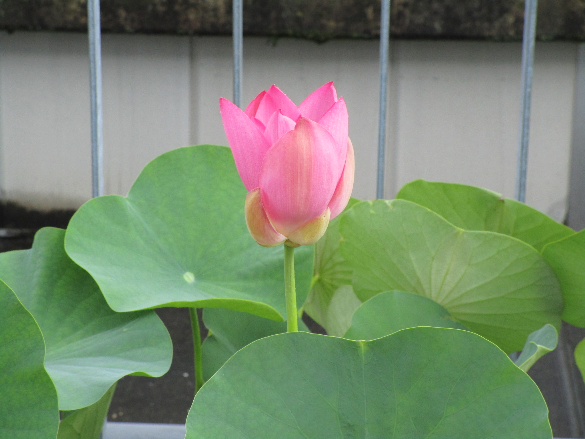 花弁が少し開いた状態のハスの花（側面／午前8時半）