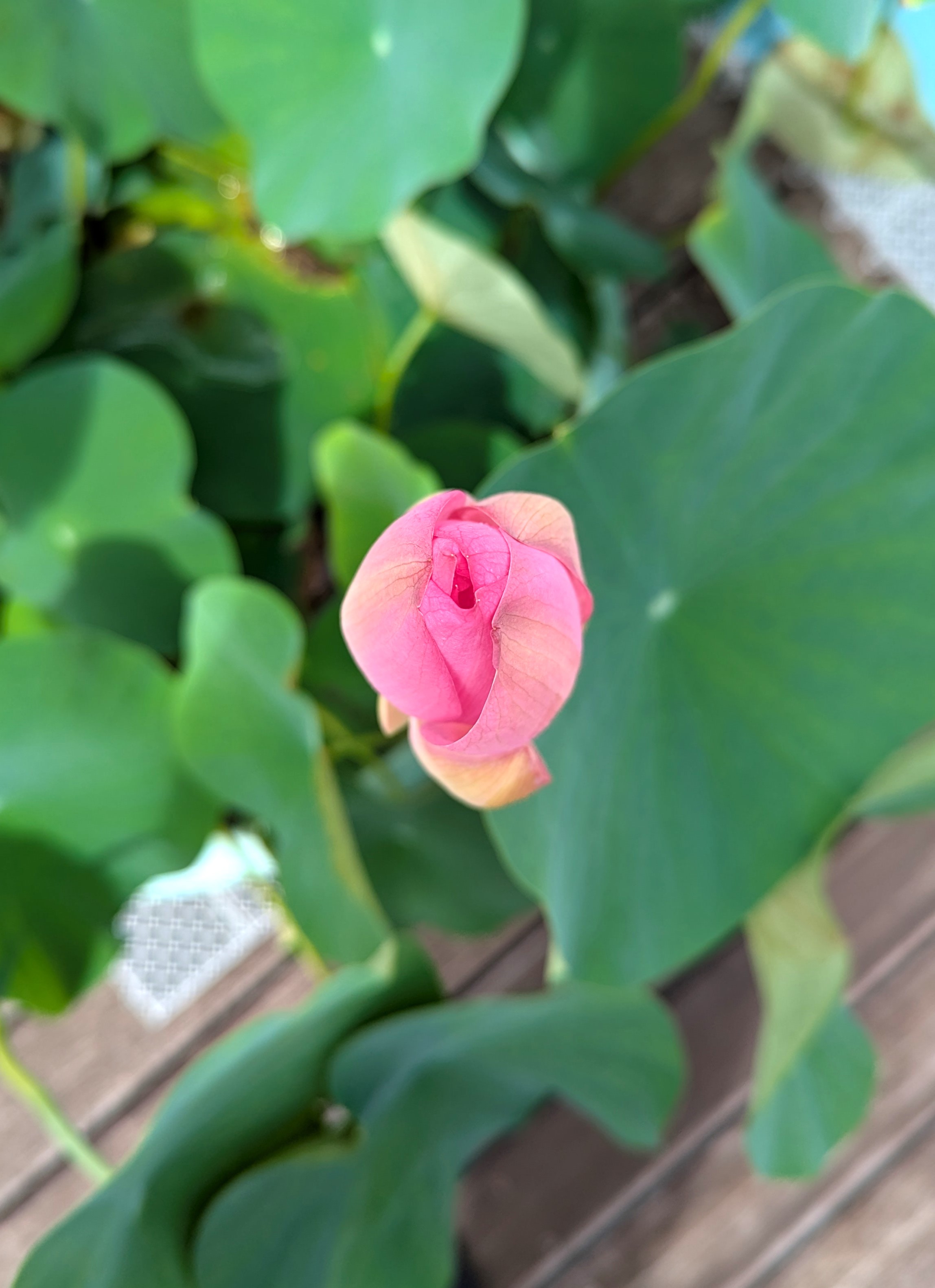 花弁が閉じた状態のハスの花（上から／午前10時）