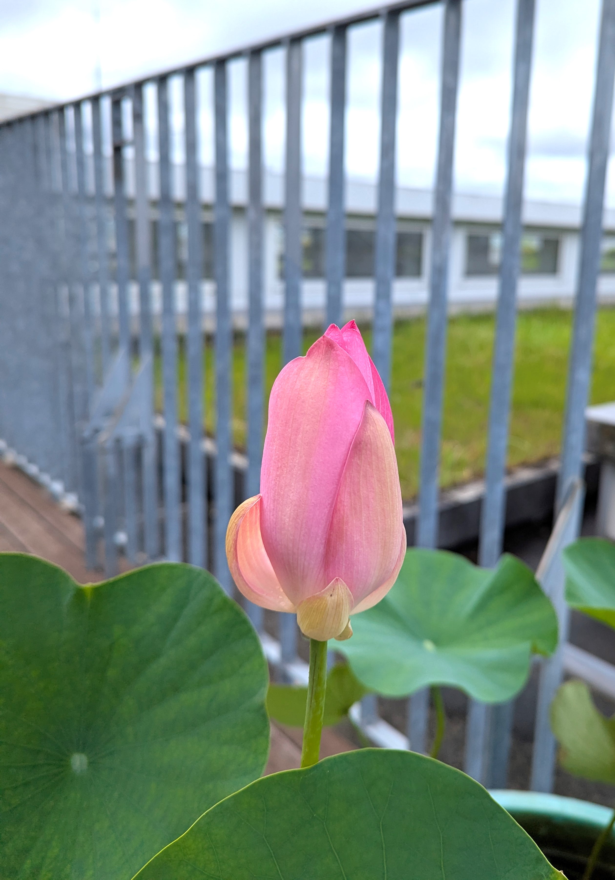 花弁が閉じた状態のハスの花（側面／午前10時）