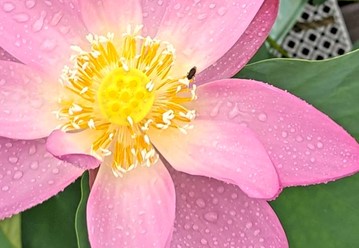 花弁が大きく開いた状態のハスの花（上から／午前8時半）