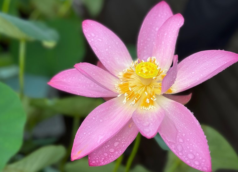 花弁が大きく開いた状態のハスの花（側面／午前8時半）