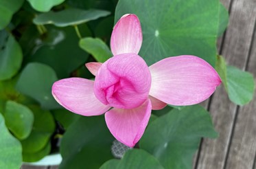 花弁が閉じていくハスの花（上から／午後3時）