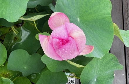 花弁が閉じていくハスの花（上から／午後5時）