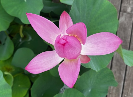 花弁が閉じていくハスの花（上から／午前11時）