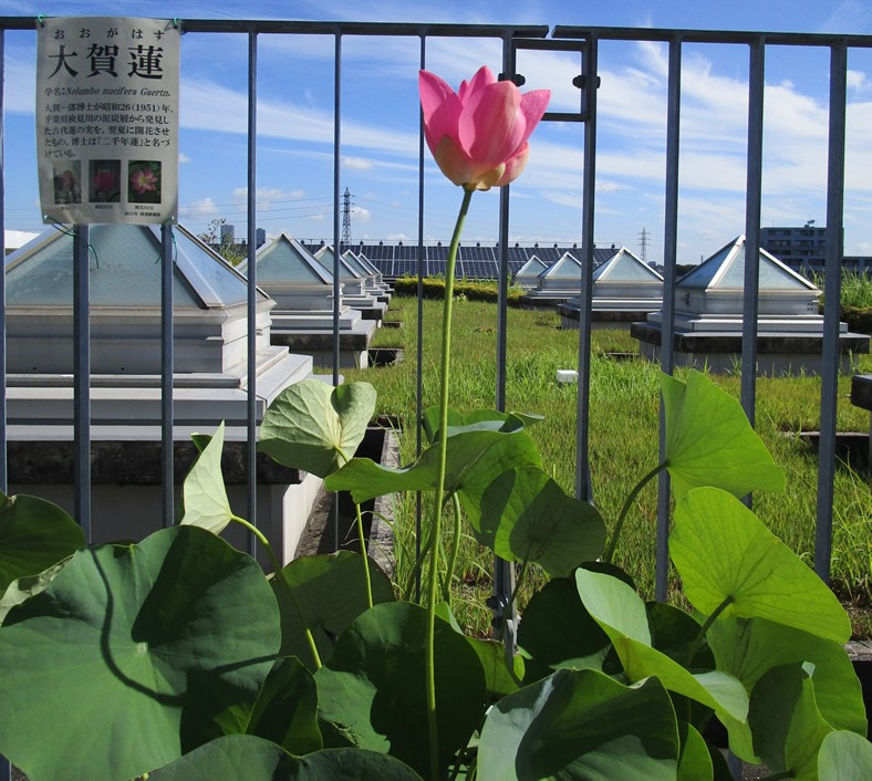 ７月２０日に開花した２つ目の花芽。開花初日。