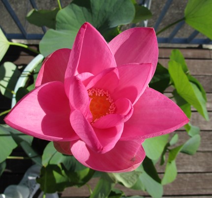 上から見たハスの花。中まで濃いピンク色な様子が見える。