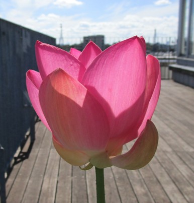 横から見た蓮の花。陽の光で花びらが透けているが、花びらの色は濃いピンク色のまま