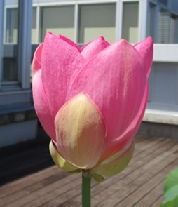 閉じてきた２つ目のハスの花（７月２０日１０時頃）