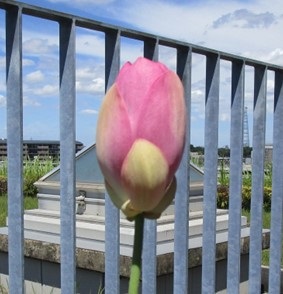 卵の形ぐらいにまで閉じた２つ目のハスの花（７月２０日１３時頃）