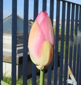 完全に閉じた２つ目のハスの花（７月２０日１６時頃）