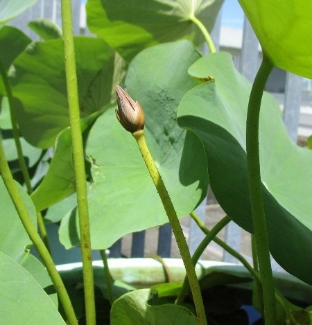花芽がピンクから茶色に変化してきた３つ目の花芽