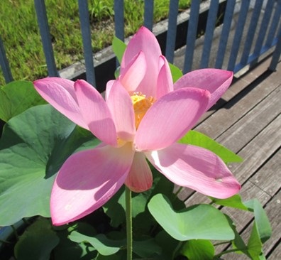 再び花が開いた２つ目のハスの花。初日よりも大きく開いている。開花二日目（７月２１日）