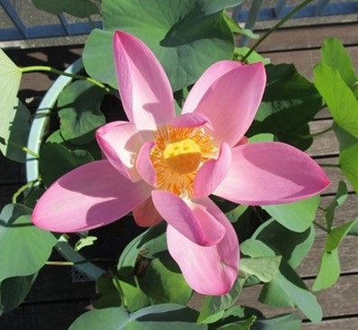 上から見た２つ目のハスの花。初日よりもピンク色が薄くなっている。