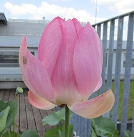 閉じてきた２つ目のハスの花。外側部分が少し開いたまま（７月２１日１１時頃）