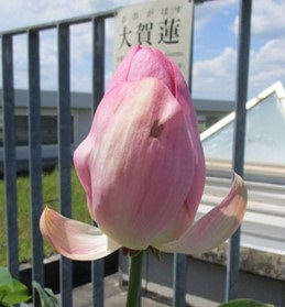 大分閉じてきたが、外側の部分が開いたままになっている２つ目のハスの花（７月２１日１３時頃）