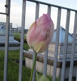 緩くではあるが完全に閉じた２つ目のハスの花（７月２１日１７時頃）