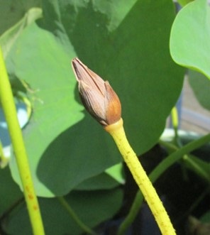 ７月２１日には完全に茶色に変化してしまった、３つ目のハスの花芽