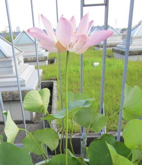 完全に花が開いた２つ目のハスの花。開花三日目（７月２２日）。