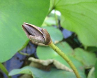 7月23日には完全に枯れてしまった3つ目のハスの花芽。
