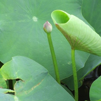 レンコンから育てた鉢から出た、７月１３日の３つ目の花芽の様子