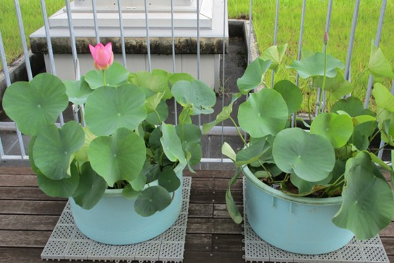 ７月１５日のレンコンから育てたハスの鉢。右側の２つ目のハスの芽の方が、左側の１つ目の花芽より高くなっている。