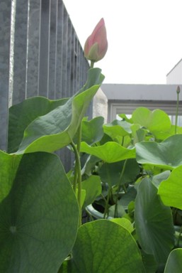 開花前日の１つ目の花芽の様子