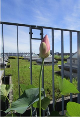 開花前日の２つ目の花芽の様子