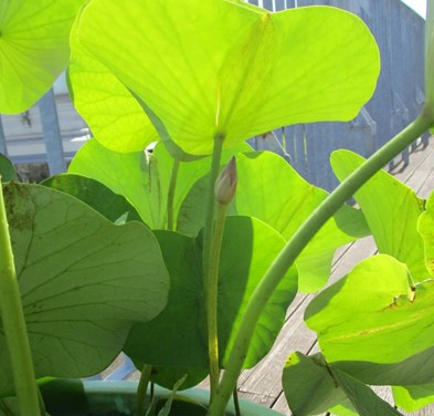 ７月１８日の３つ目の花芽。背が伸びないうちにピンク色に花芽が色づいて膨らんでしまっている