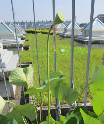 開花五日目のハスの花 開花五日目のハスの花