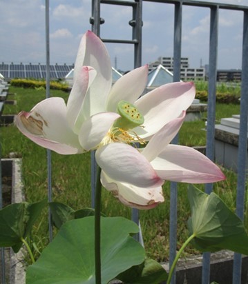 開花四日目のハスの花 四日目のハスの花