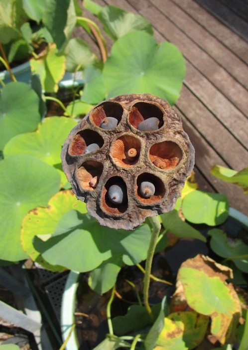 茶色になった花托 茶色になった花托