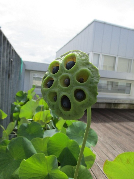 薄い緑色の花托 薄い緑色の花托