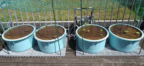 左2つがレンコンから育てたハスの鉢　右2つが種から育てたハスの鉢