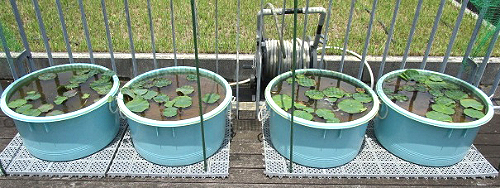 左2つがレンコンから育てたハスの鉢　右2つが種から育てたハスの鉢